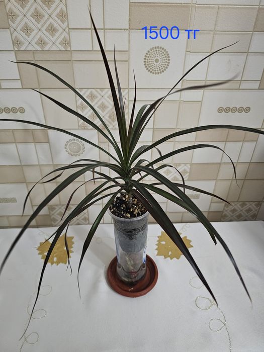 Комнатные  цветы