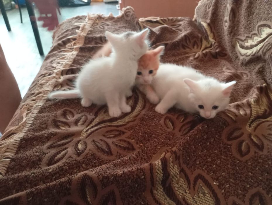 Продам новорожденных котят