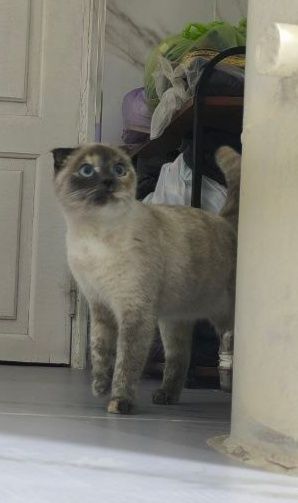 СРОЧНО продам кошку