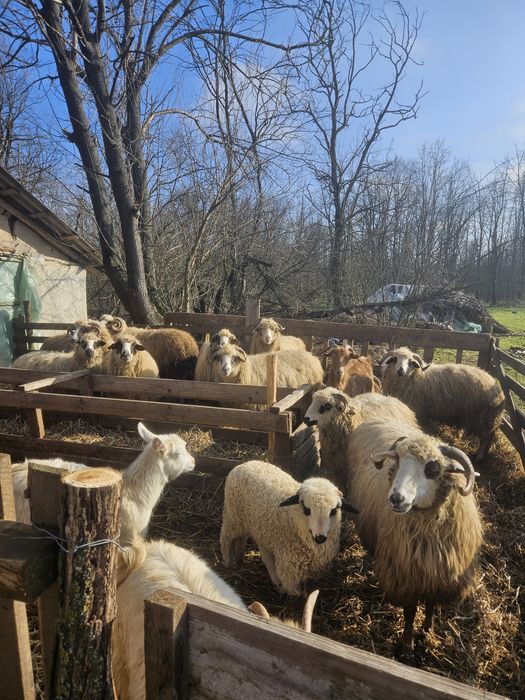 Oi, capre si berbeci de vânzare