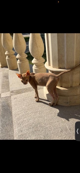 Канадский сфинкс котенок