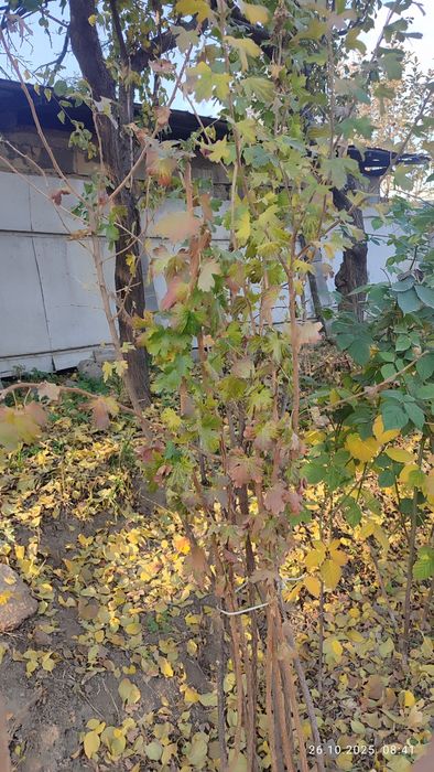 Продам смородину