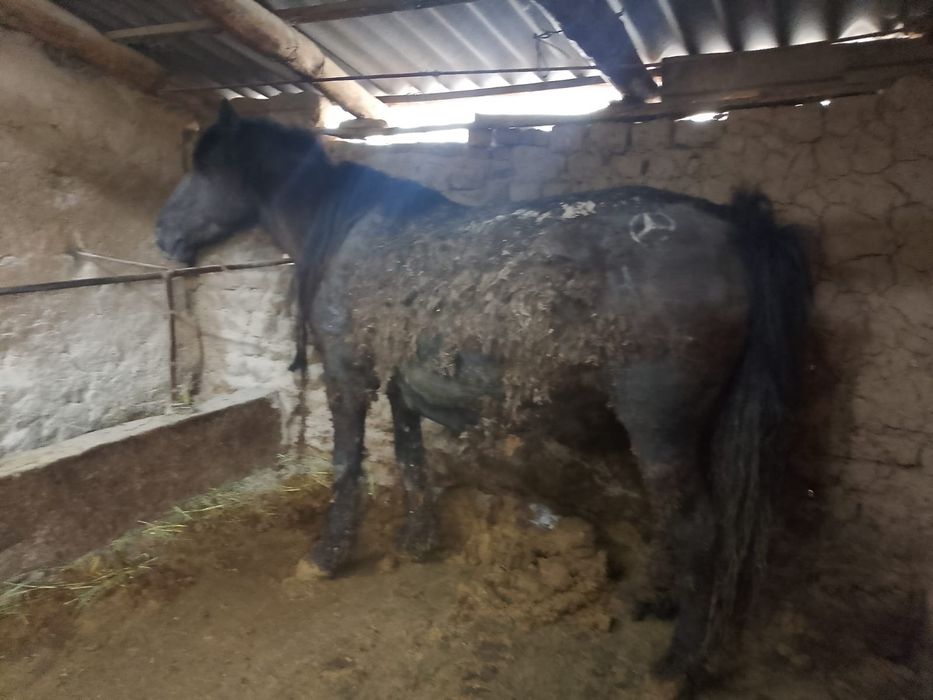 Жылкы еты Конина