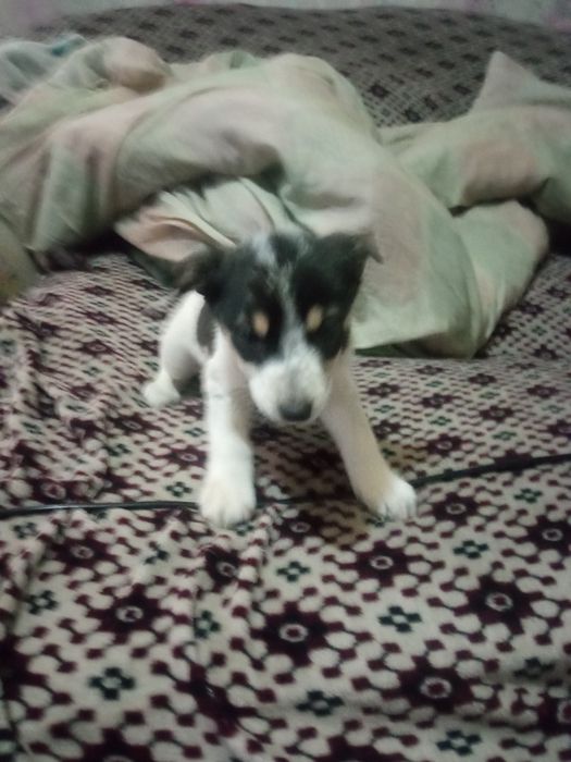 Отдам щенят бесплатно