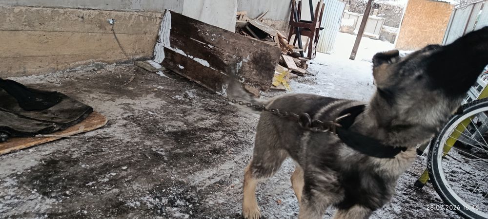 Вео овчарка щенок