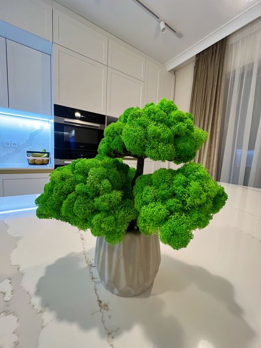 Decoratiuni din licheni, brad de Craciun, bonsai, tablouri, etc