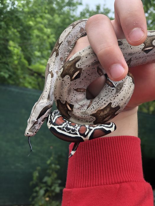 Boa Constrictor Constrictor( boa cu coada rosie adevarata ).
