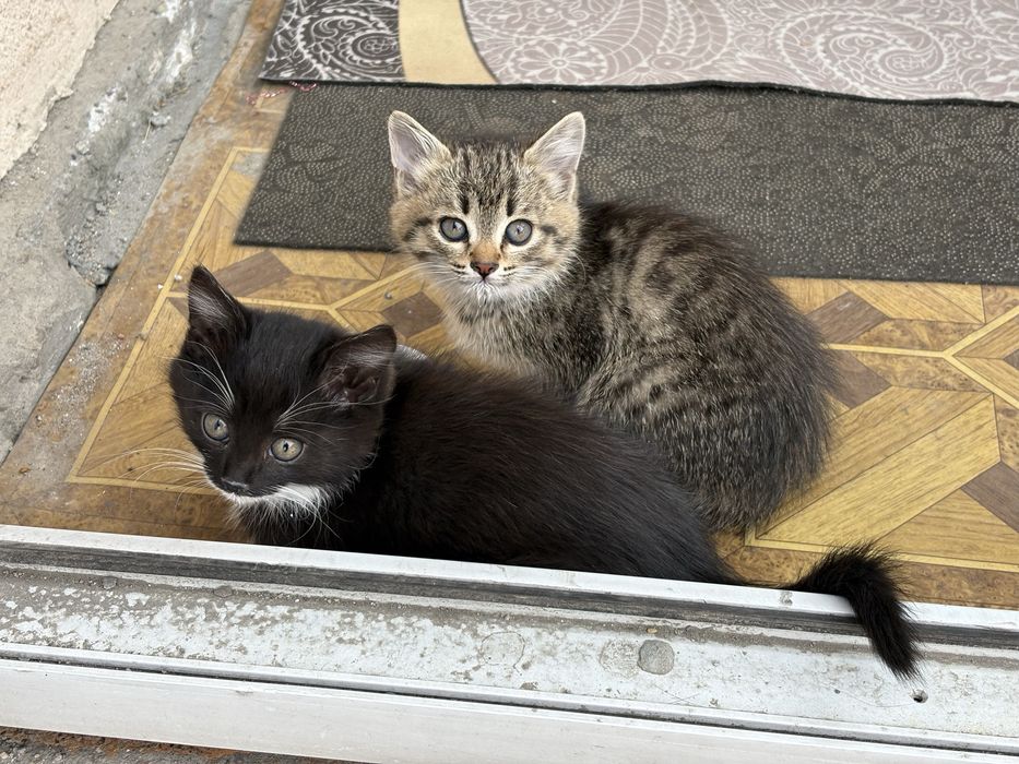 Котята в добрые руки: мальчик и девочка