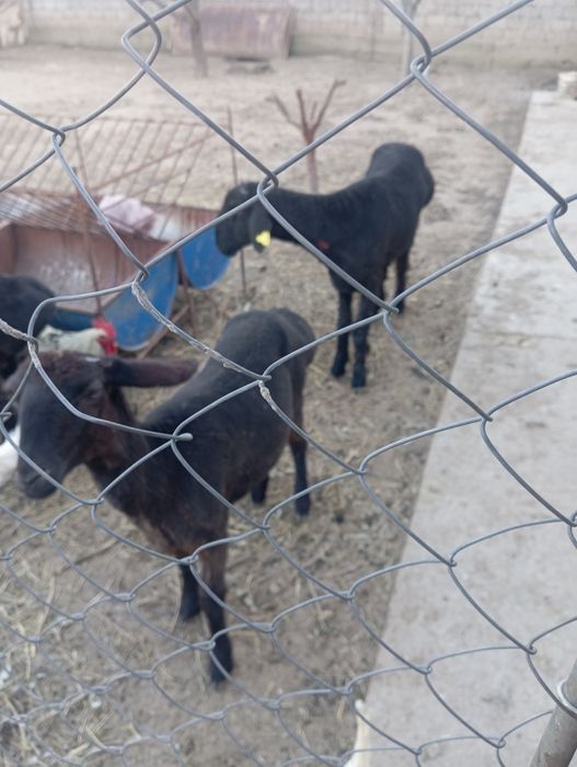 Машинка для стрижки авец