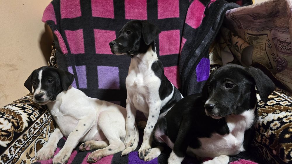 Căței Pointer englez