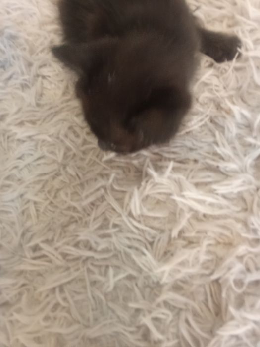 Отдадим котята бесплатно