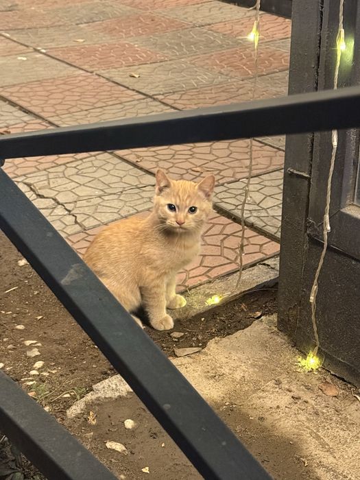 Котята сиамские и рыжие