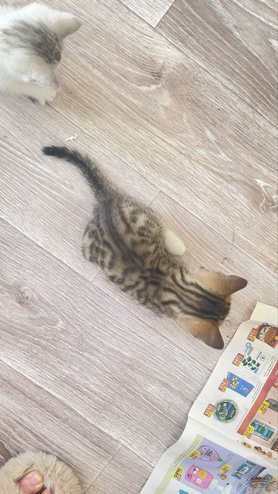 Котята в добрые и надежные руки