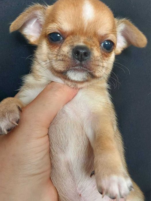 Продаю щенков чихуахуа