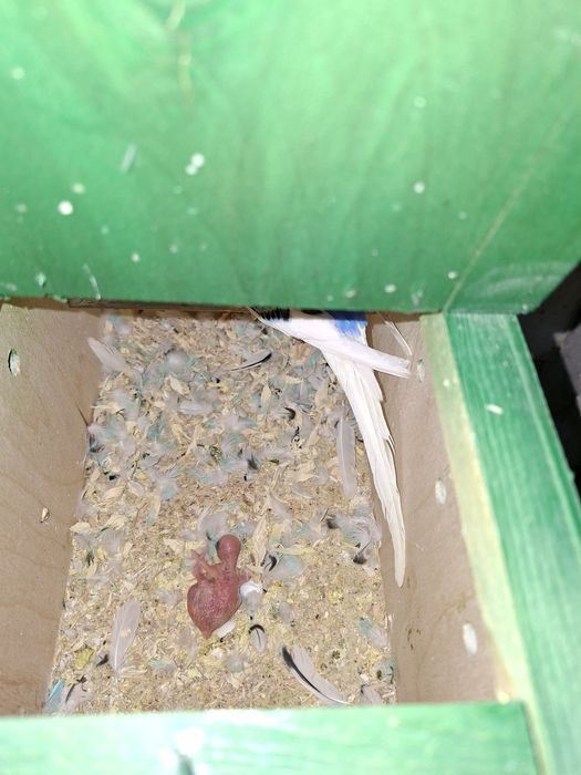 Volnistiy popugay para.