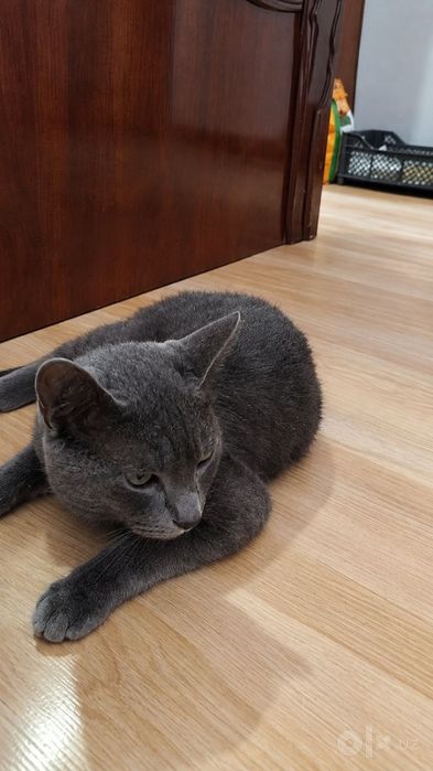 Mushuk sotiladi, zoti Russian Blue