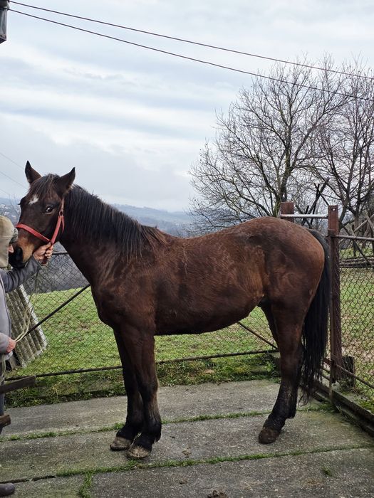 Cal de vânzare, vârstă 2 ani și 6 luni