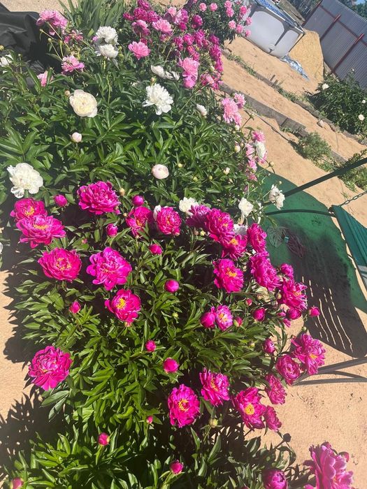 Продам дачный участок