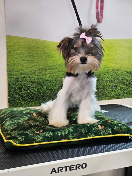 Йоркширски териер Бивер