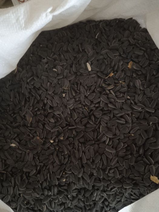 Krasnodar kungaboqar urug'liklari sotiladi