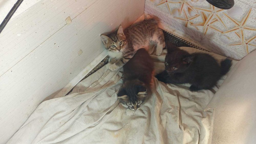 Отдам в добрые руки котят