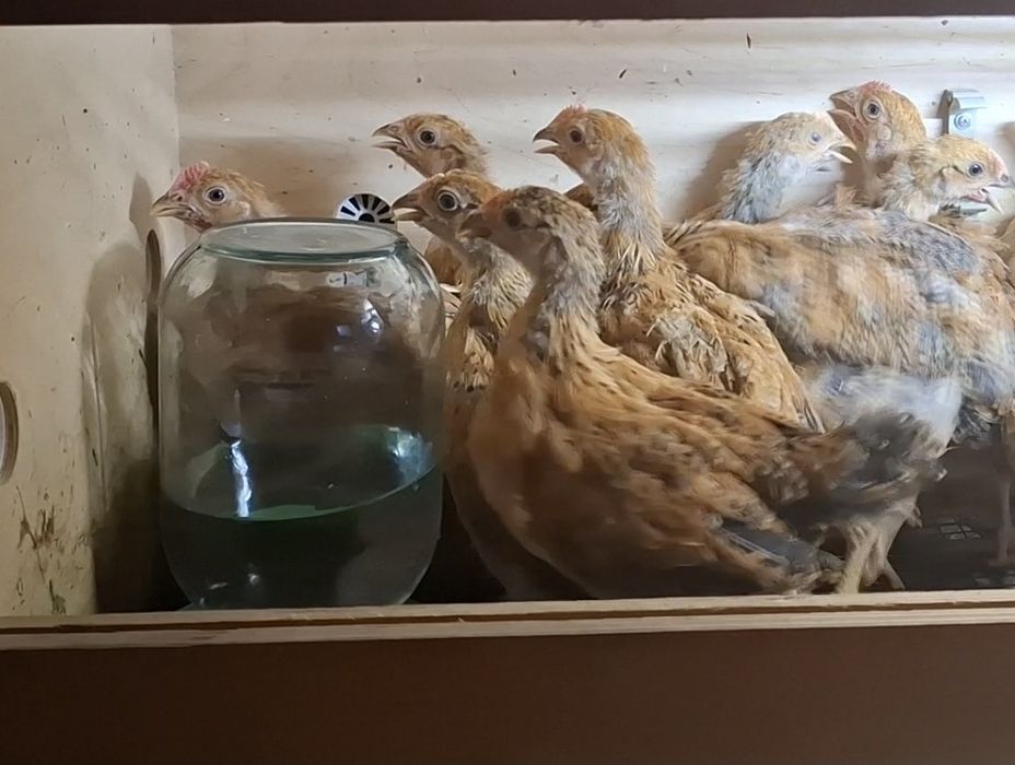 Кучинская Юбилейная