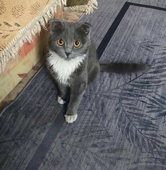 Безвозменно в хорошие руки