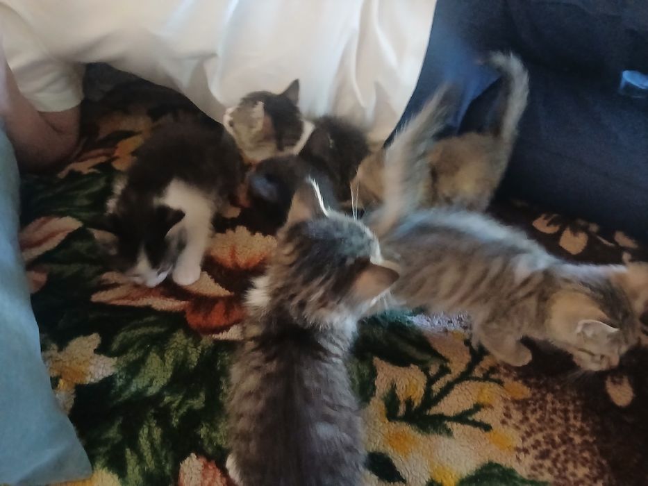 Котята в добрые руки