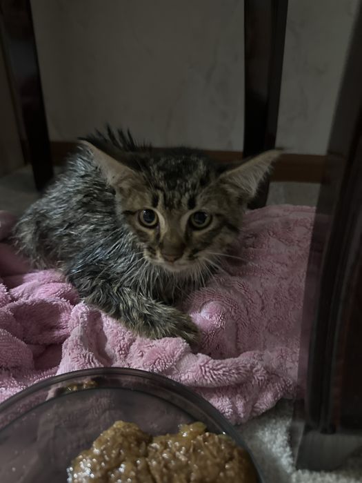 Отдам котенка в долрые руки срочно