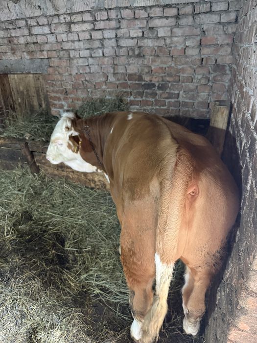 Vitel de 5 luni