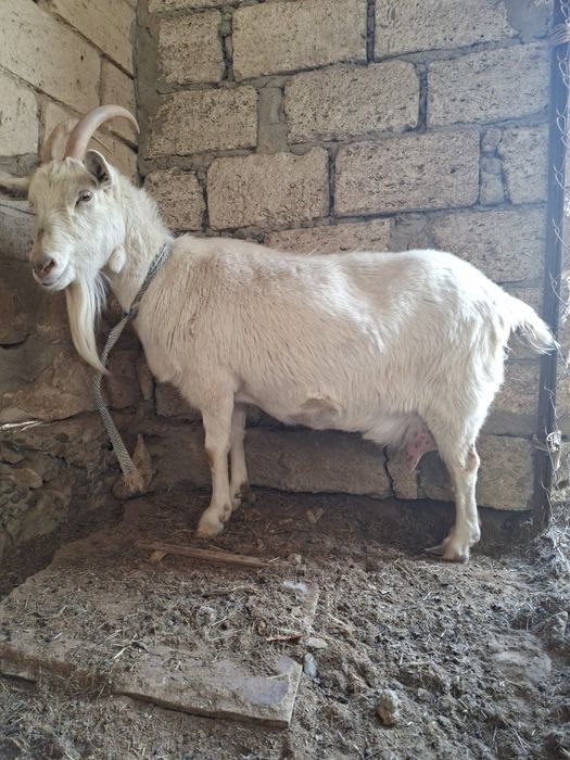 Занен Сүтті ешкілер сатылады