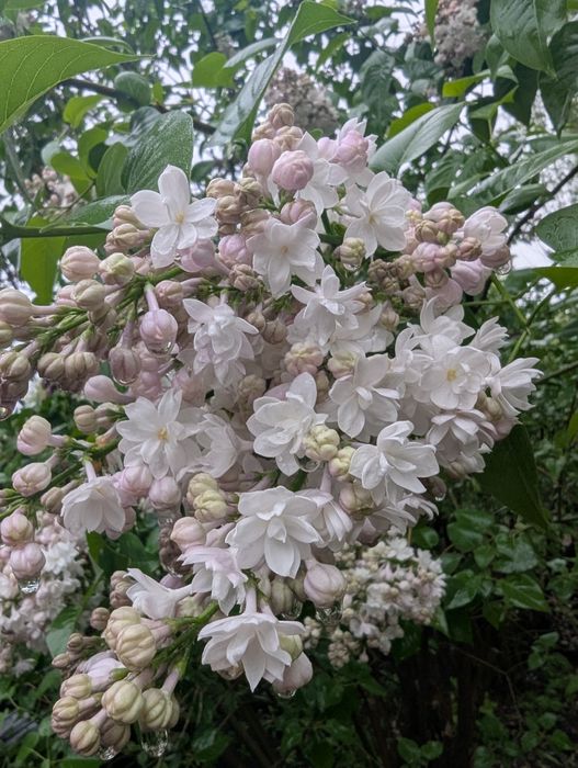 Букеты колерованной сирени