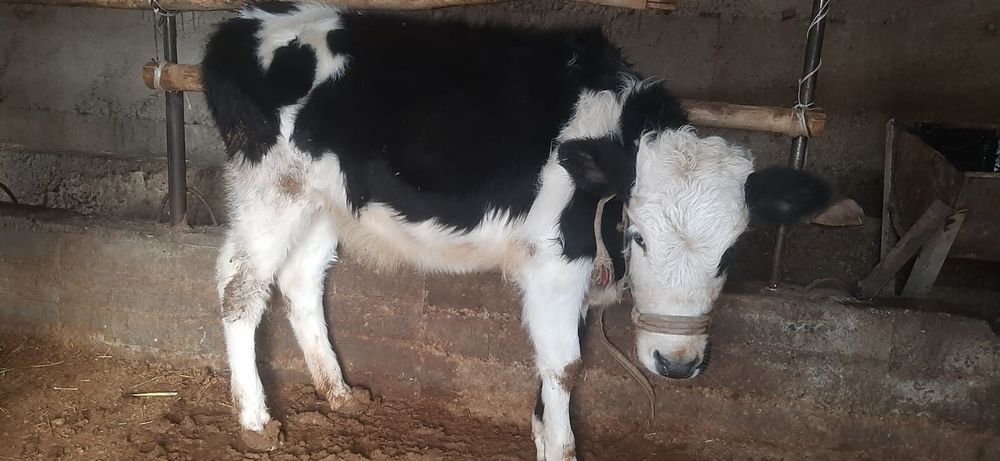 Бузау сатылады ургашы