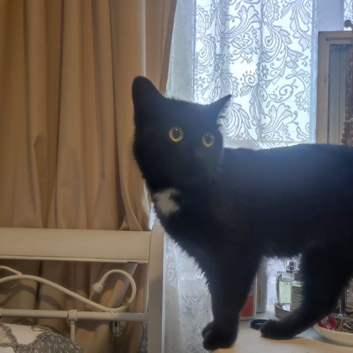 Кошечка Луна в добрые руки