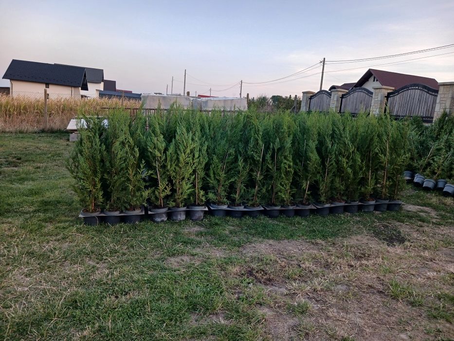 Tuia leylandii  150-180 cm