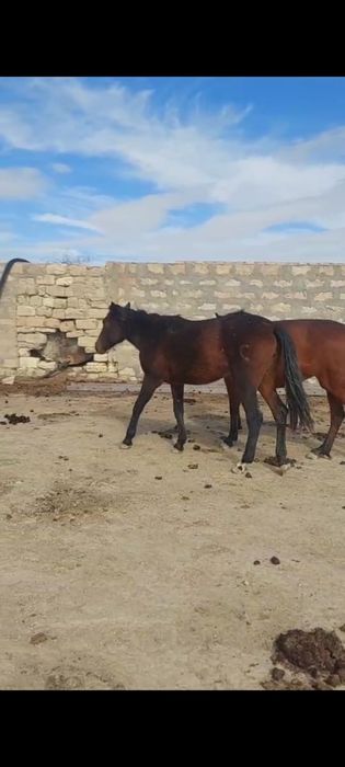 Құнанжынбайтал ….