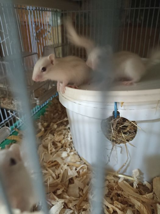 Vînd veverițe siberiene albe și maro , frumoase și jucăușe .