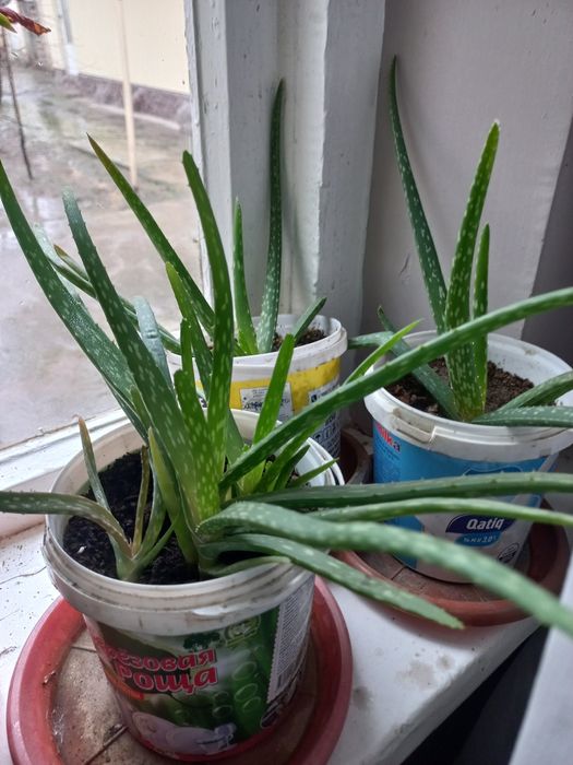 Алое вера лечебный