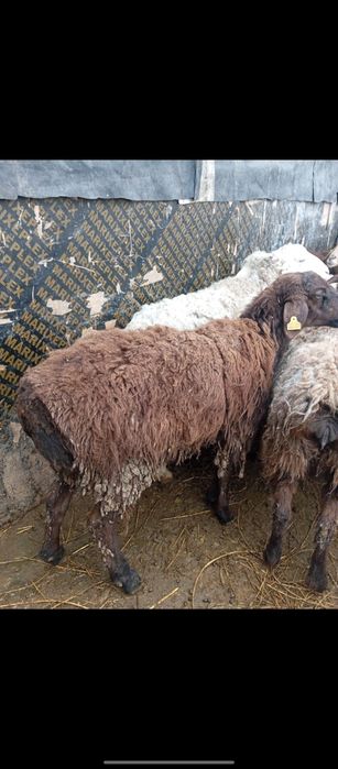 Кой семз сатылады