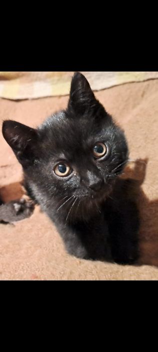 Котята ждут своих хозяев!