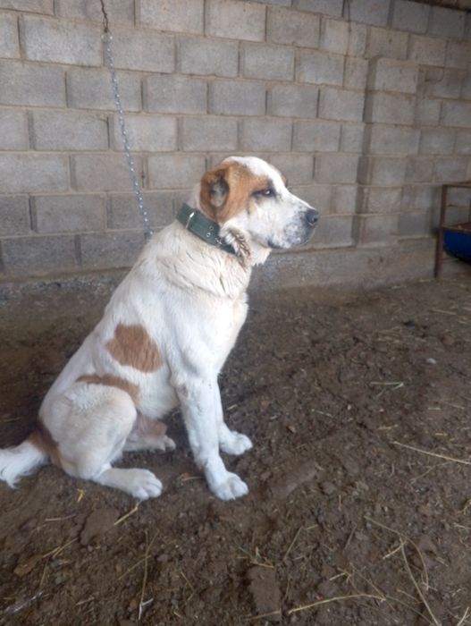 Алабай 2жасар...