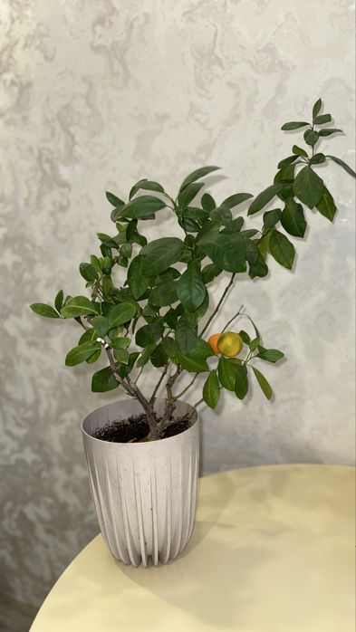 Продам мандариновое дерево