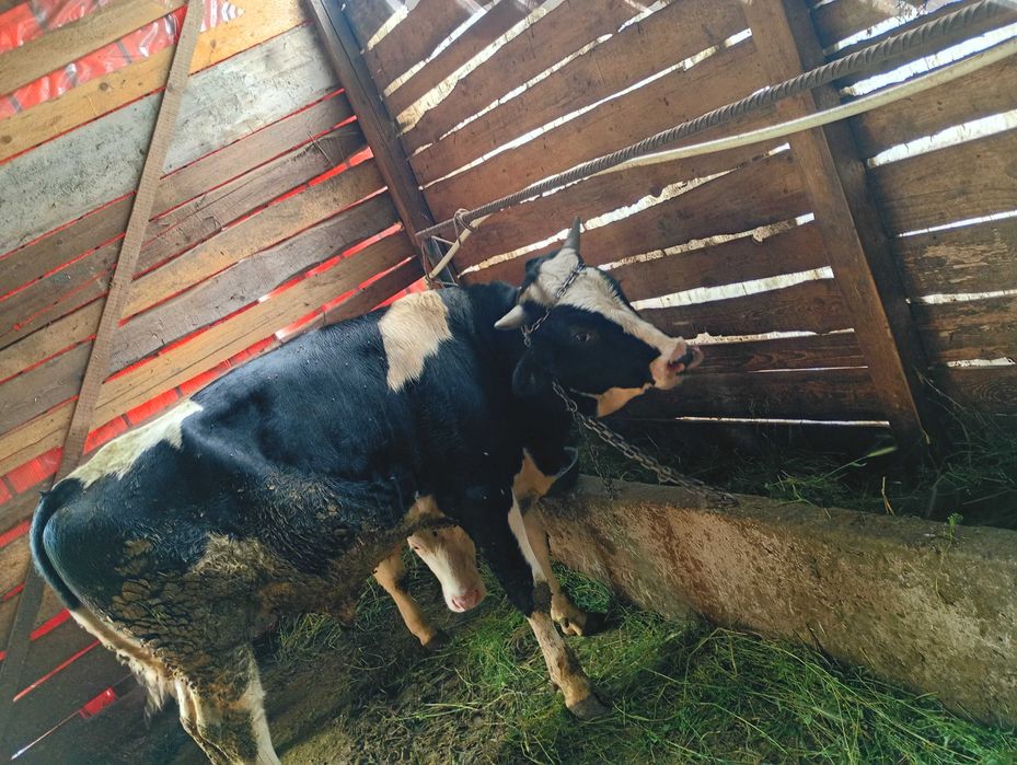 De vânzare două junele și un taur