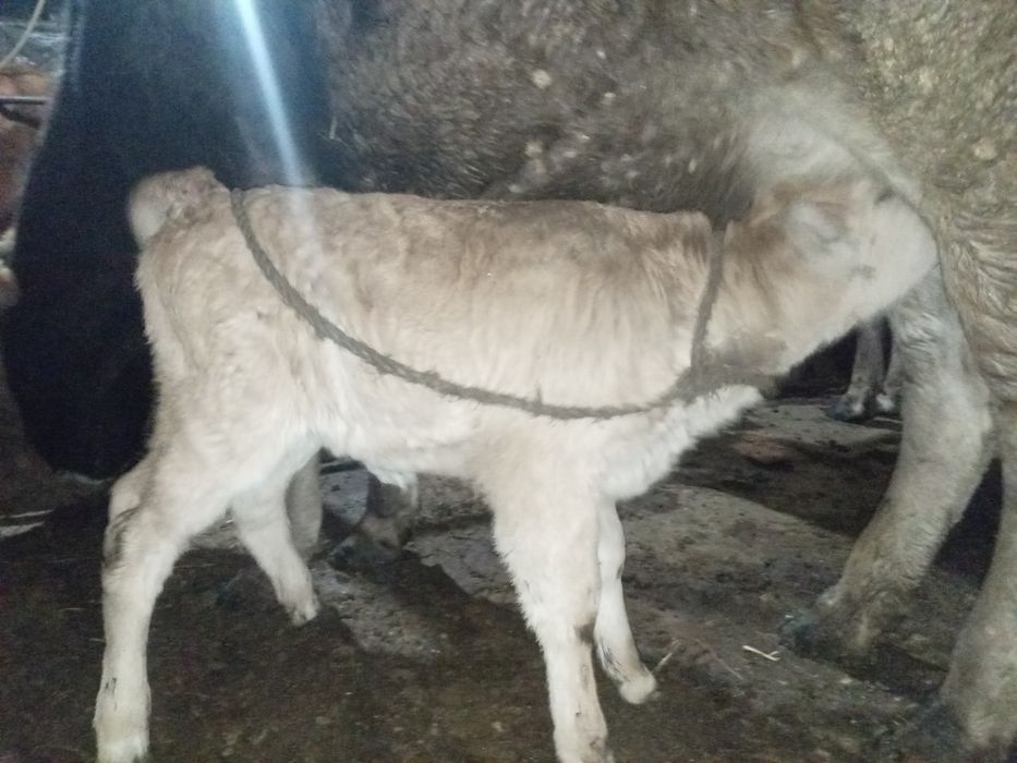 Тёлочка ұрғашы бызау