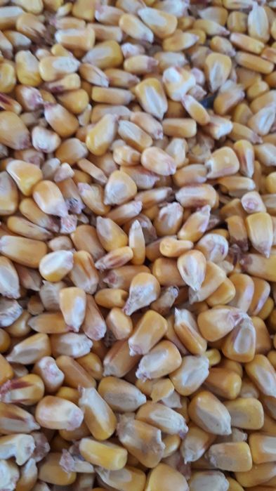 Vând cereale: porumb, grâu, orz, mazăre