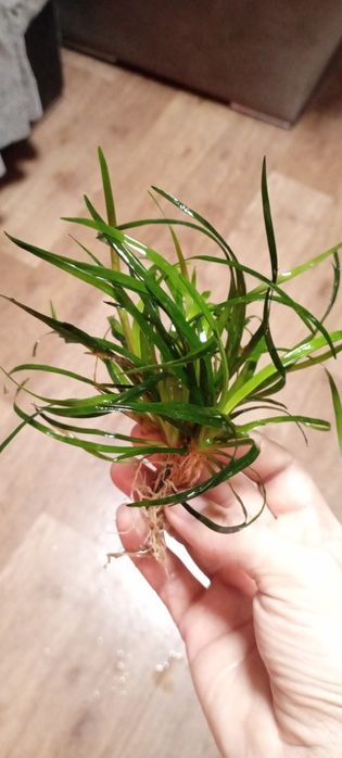 Эриакулон Вьетнам