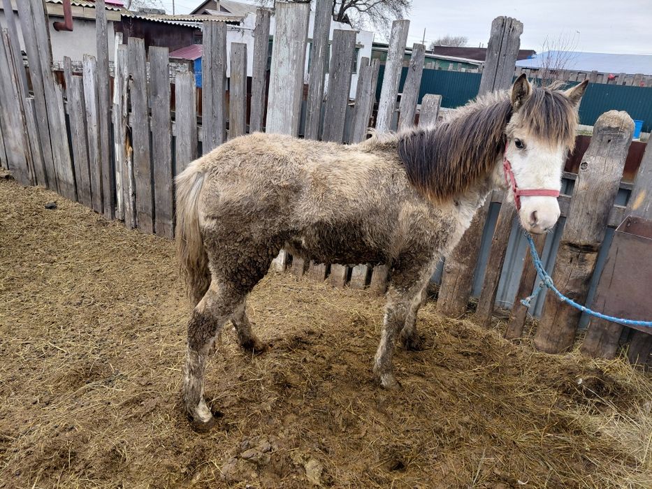 Продам кобылку .