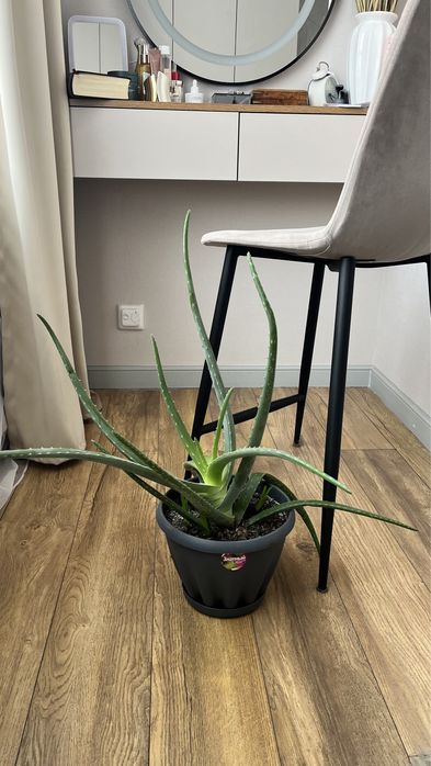 Алоэ лечебный с горшком