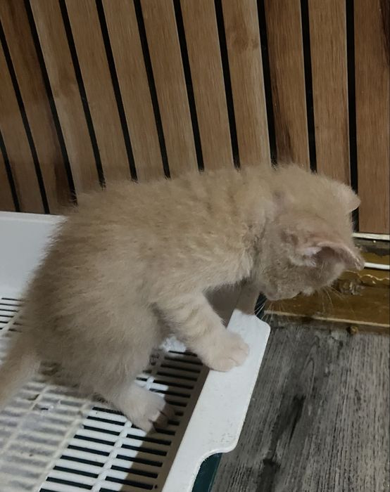 В дбрые руки кошечка.