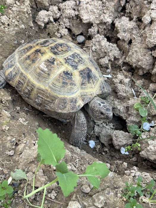 Котта тошбака сотилади.Алмашаман